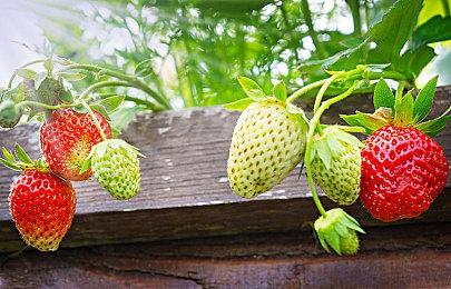 开放美式RPG《崛起》明年1月移植现代游戏平台